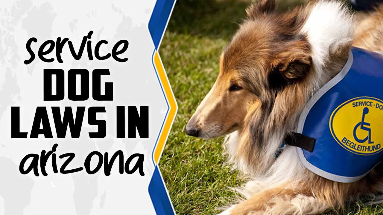Service Dog Laws In Arizona
