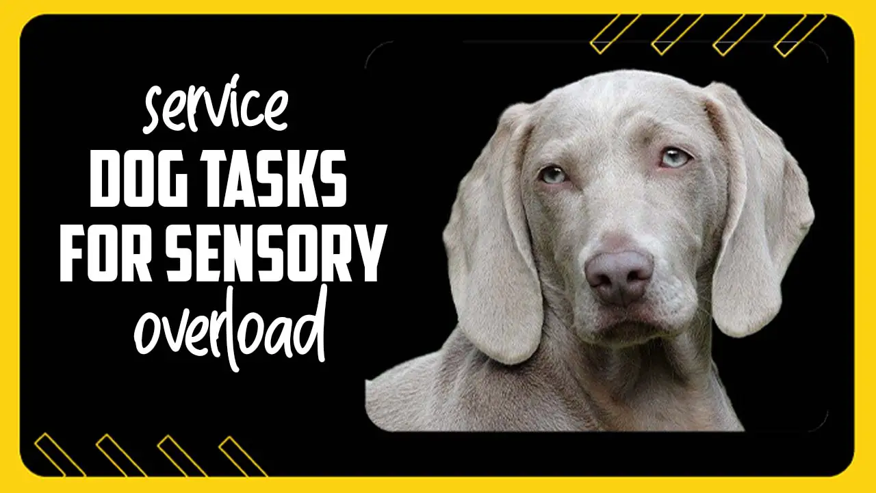 Service Dog Tasks For Sensory Overload