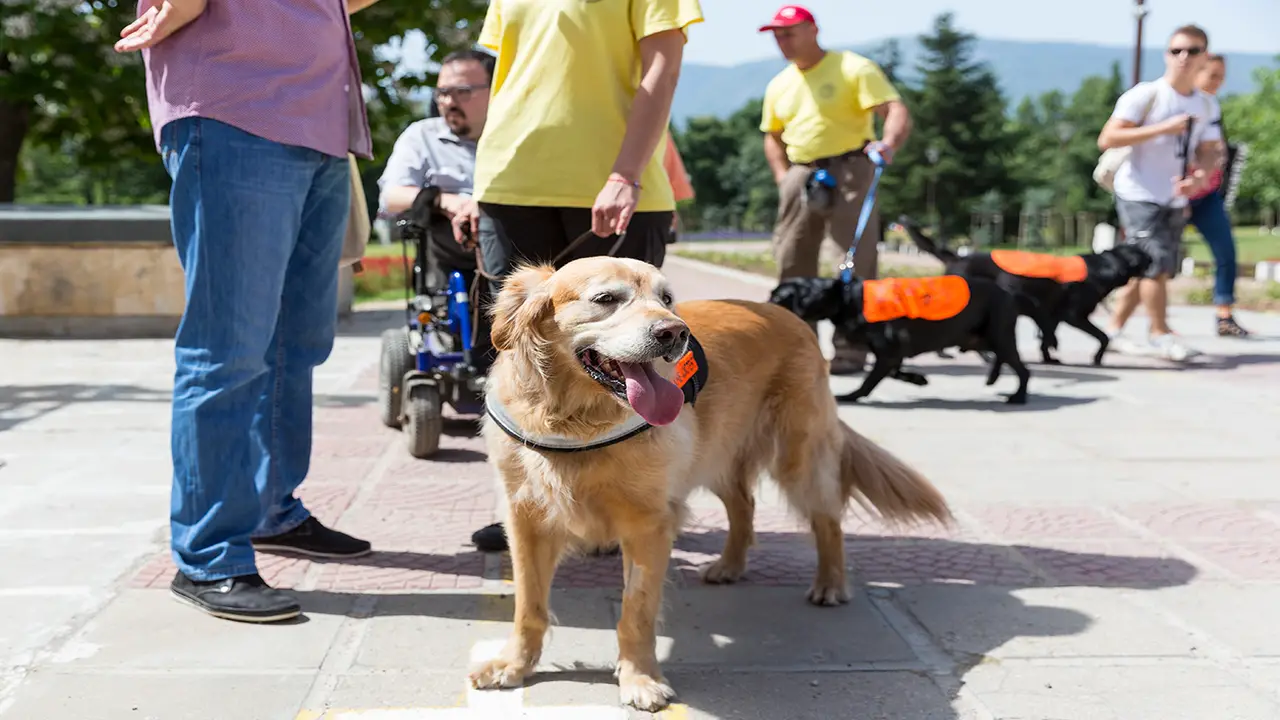 The Legal Rights And Responsibilities Of Service Dog Handlers