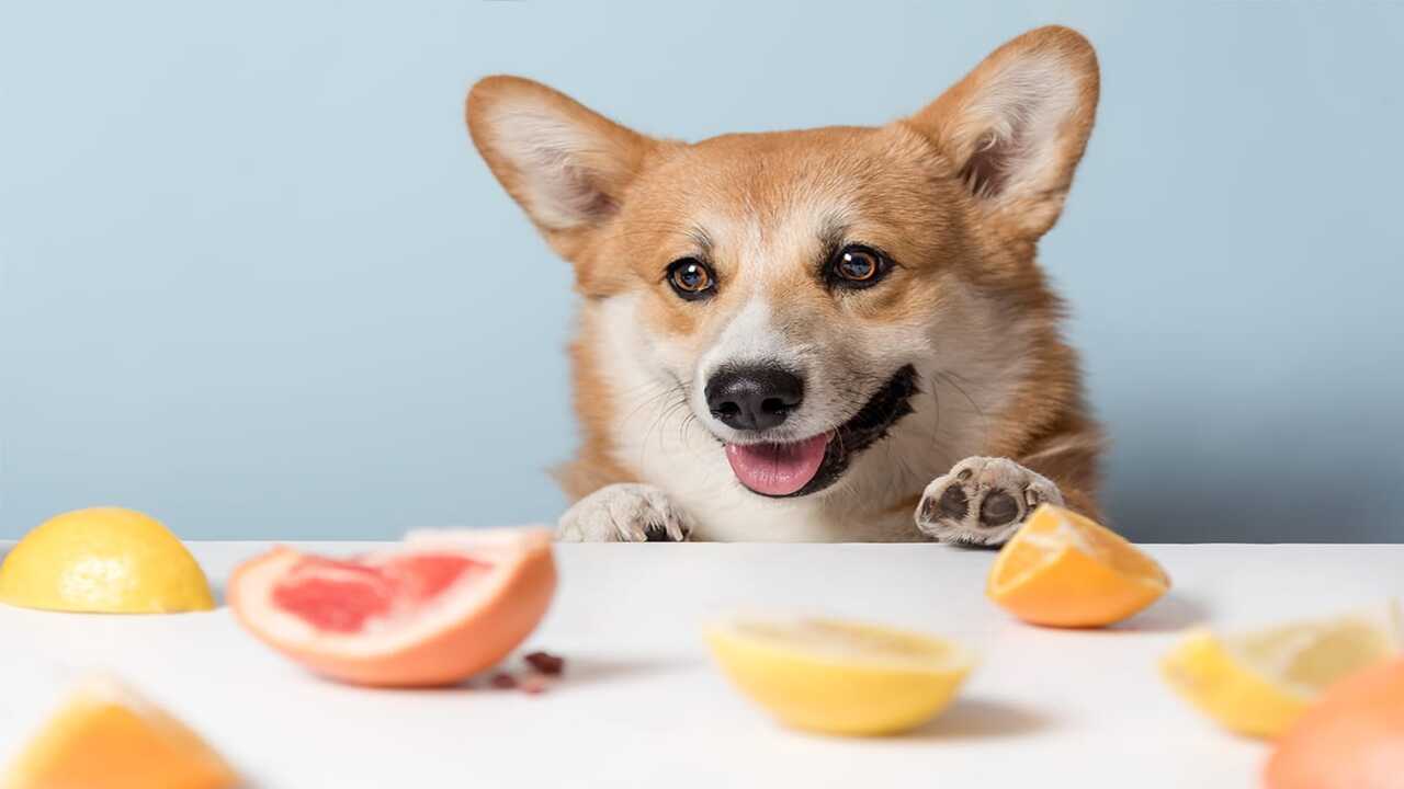 The Recommended Serving Size For Dogs