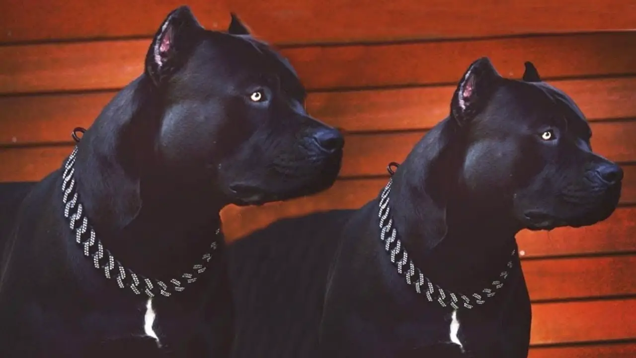 Things To Know When Owning A Black-Pitbull