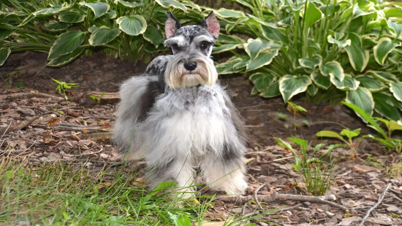 Things To Know When Owning A Blue-Merle Mini Schnauzer