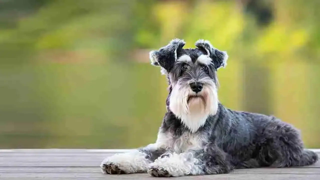Things To Know When Owning A Female-Miniature Schnauzer