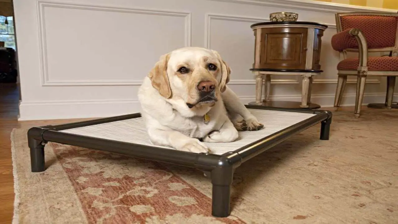 Tips For Choosing The Right Kong Dog Bed For Your Pet