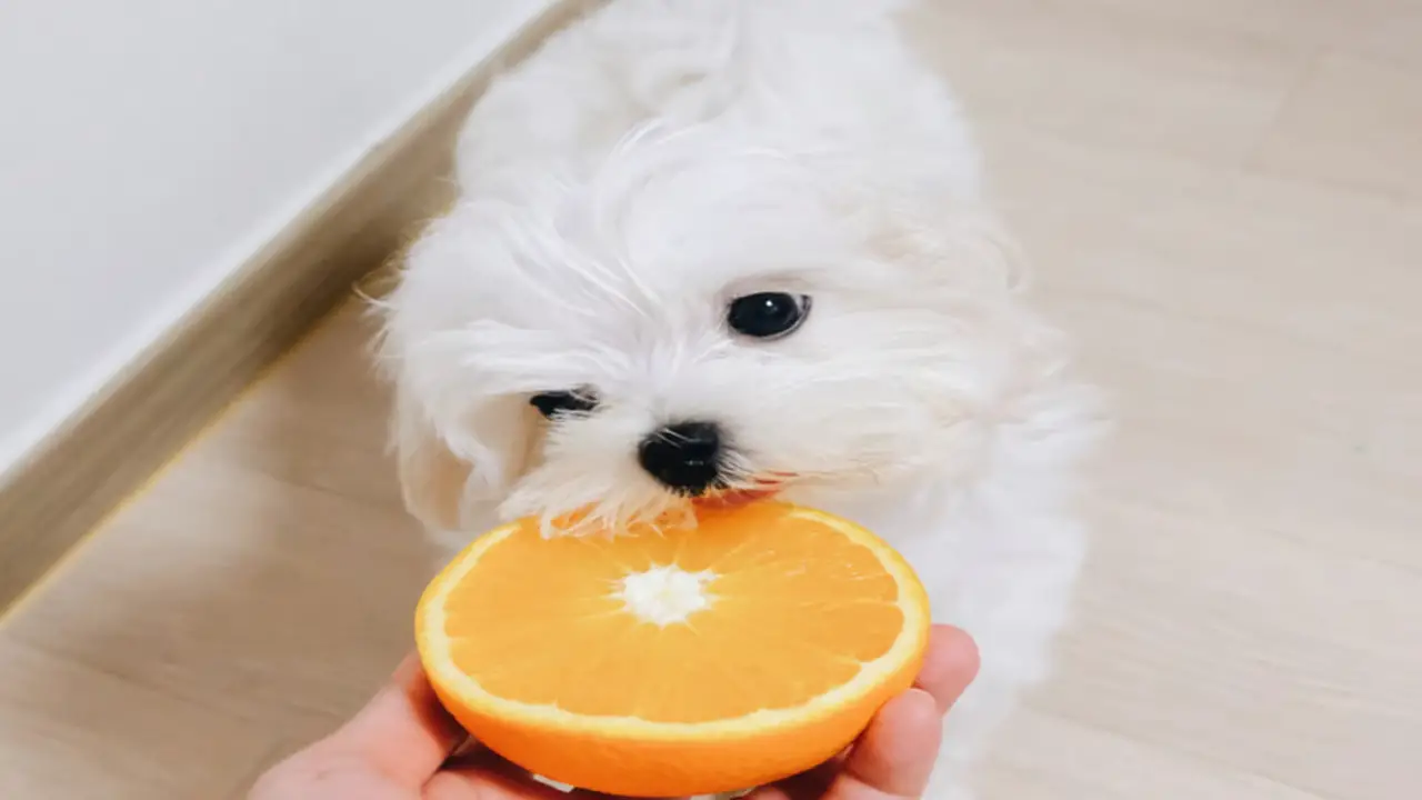 Tips For Incorporating Fruits Into A Balanced Dog Diet
