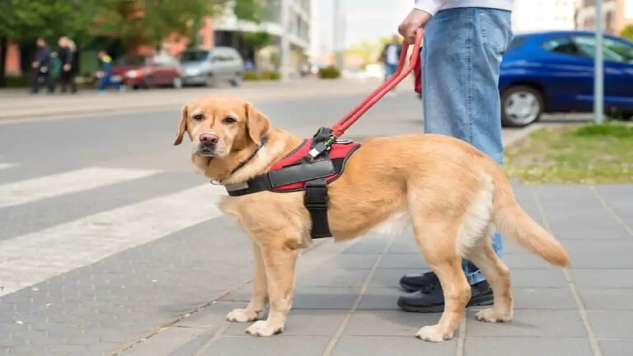 Tips For Selecting And Training A Service Dog For Sensory Overload Tasks