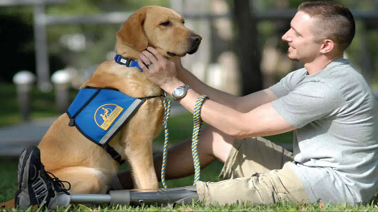 Training And Certification Requirements For Service Dogs In Wyoming