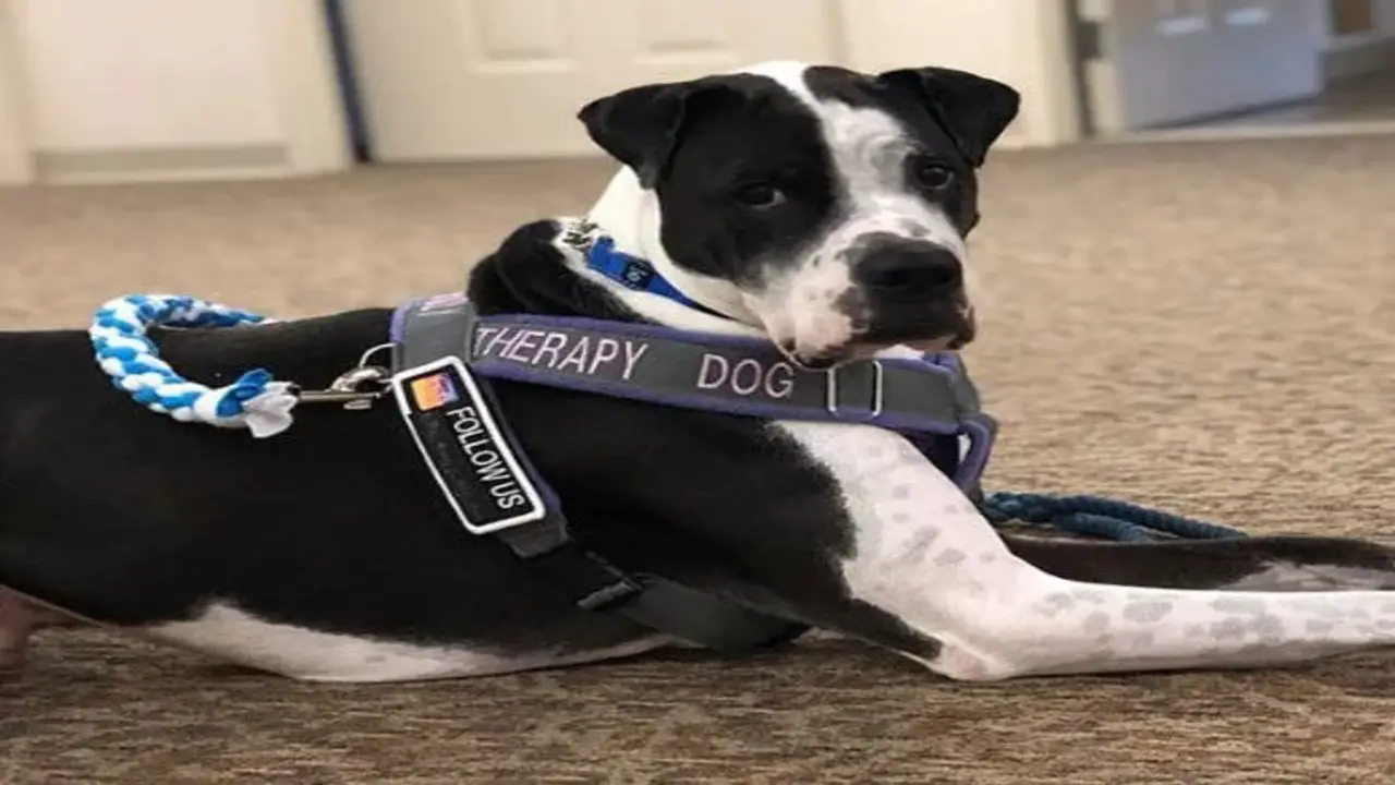 Types Of Service Dogs Recognized By Arizona Law