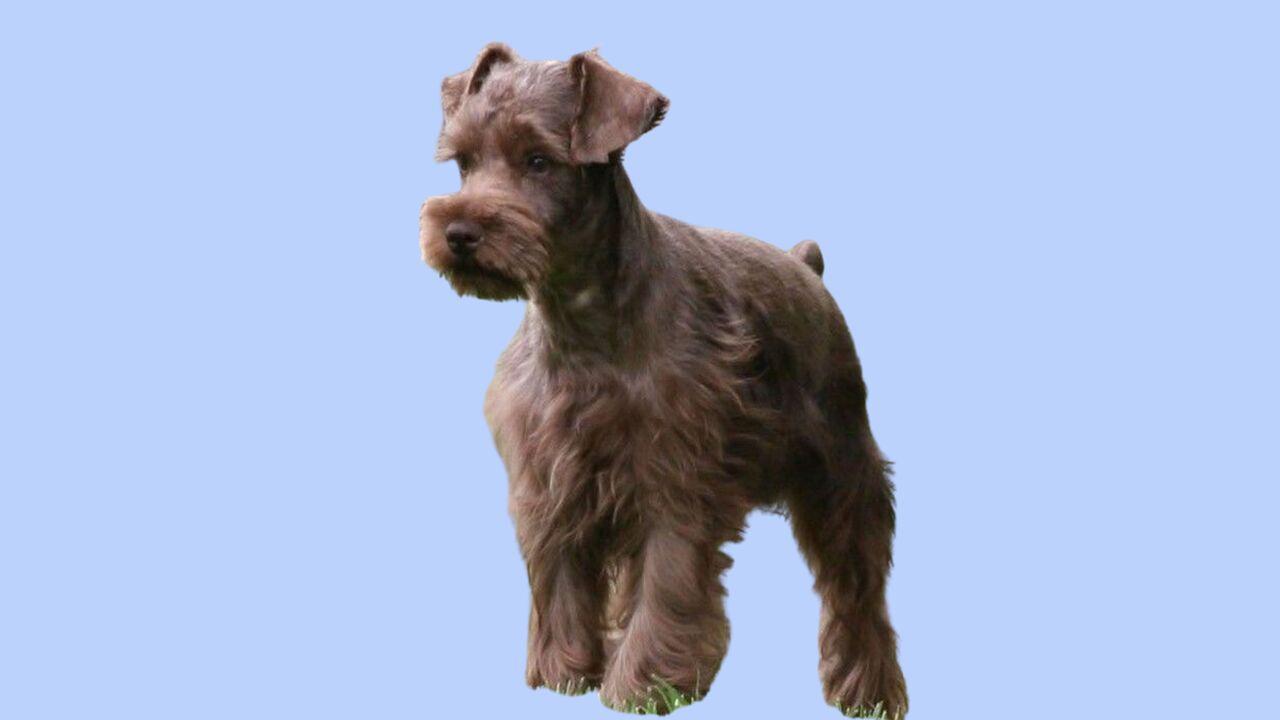 Unveiling The Temperament Of Brown Giant-Schnauzers
