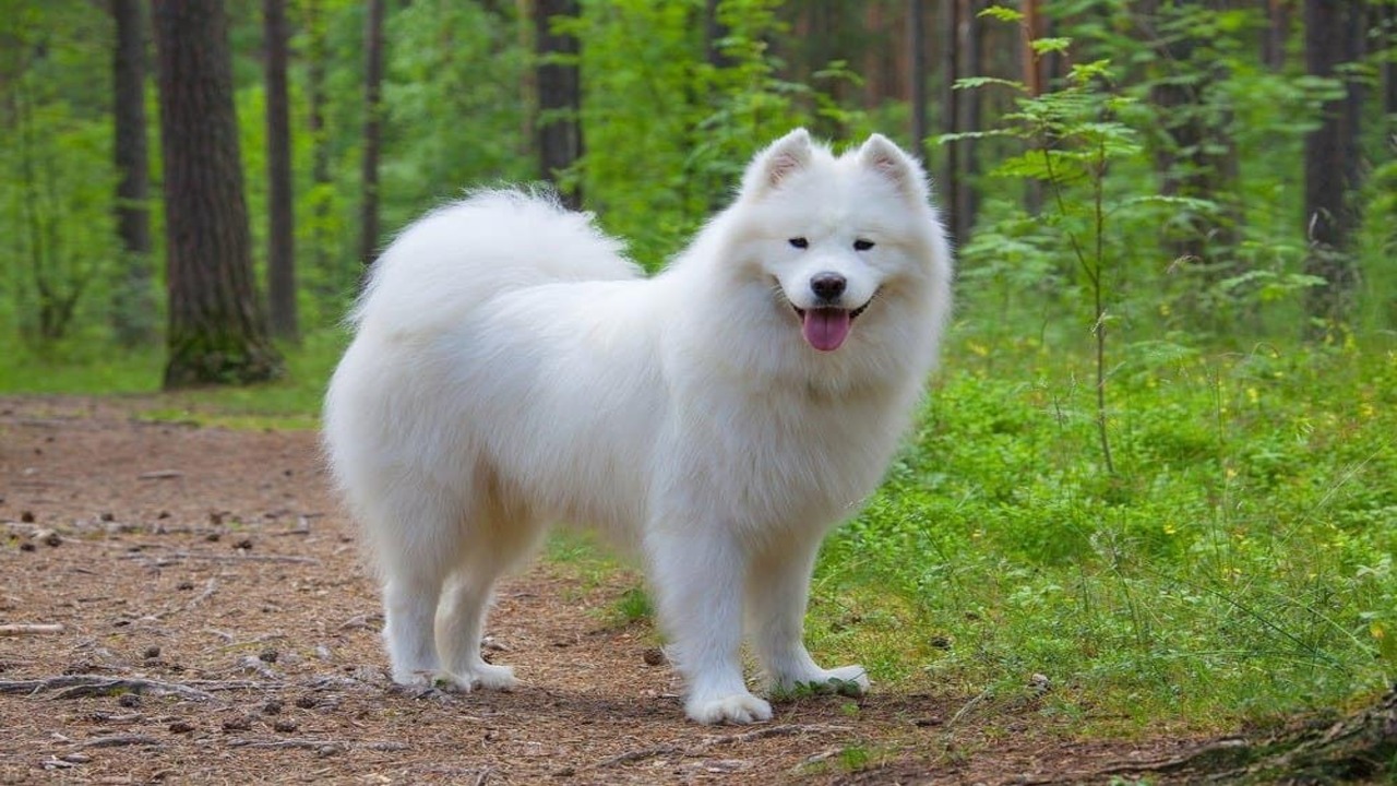What Does Hypoallergenic Mean And How Does It Relate To Samoyeds