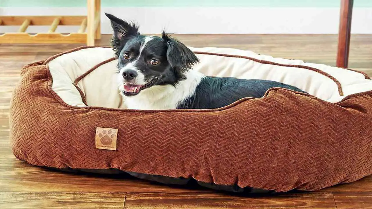 What Is The Kong Dog Bed