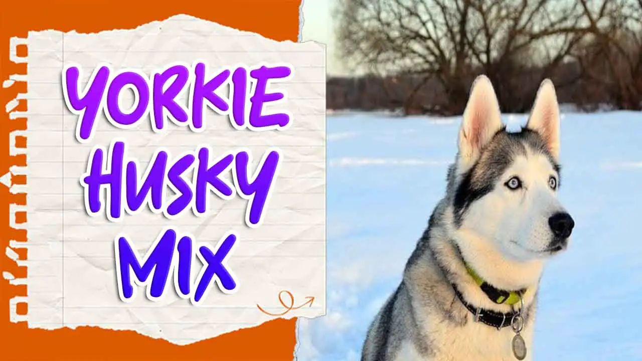 Yorkie Husky Mix