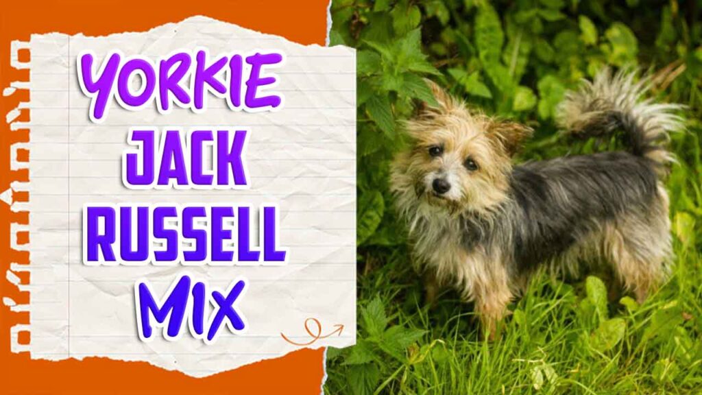 Yorkie Jack Russell Mix Dog Breed Information