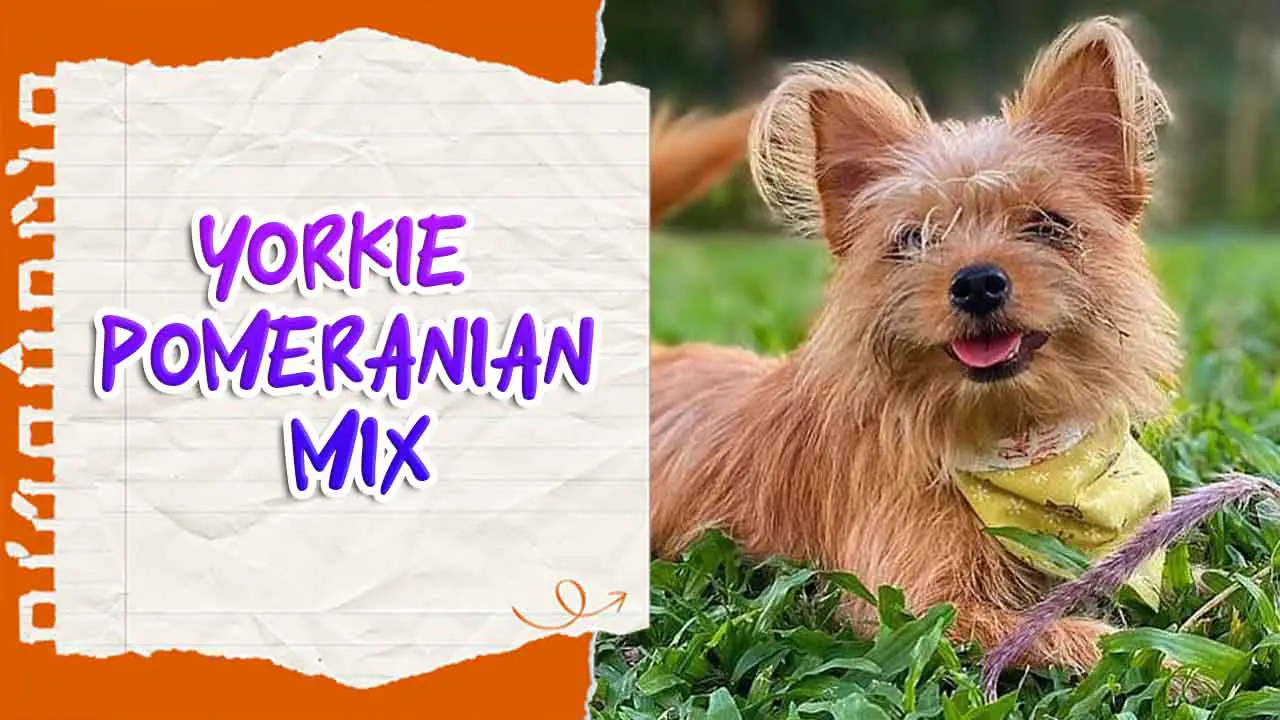 Yorkie Pomeranian Mix