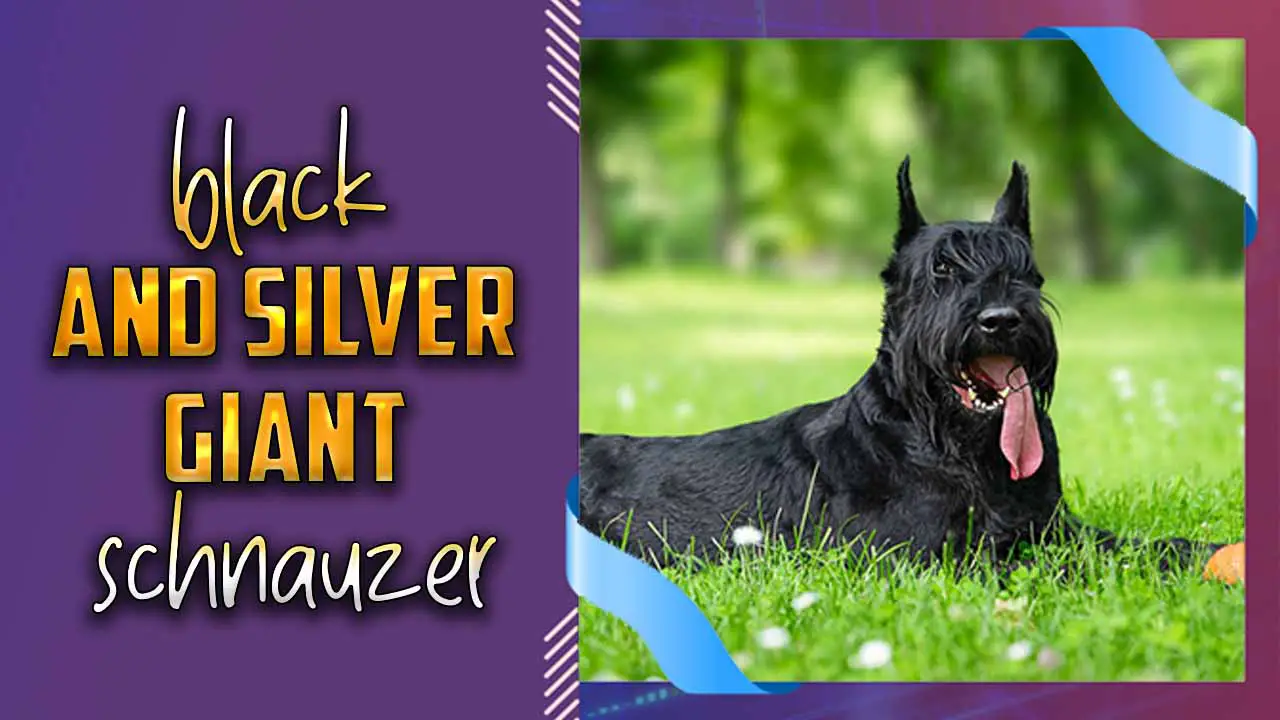 Black And Silver Giant Schnauzer