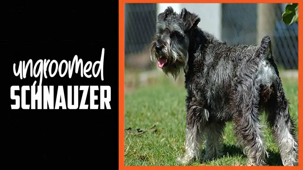 Ungroomed Schnauzer: Unleash Style