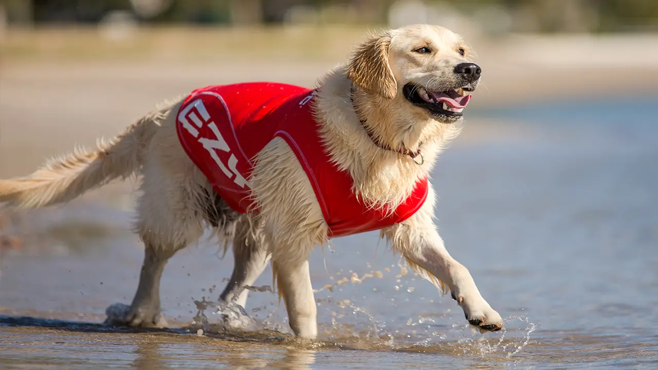 10 Dutch Summer Safety Tips For Dogs