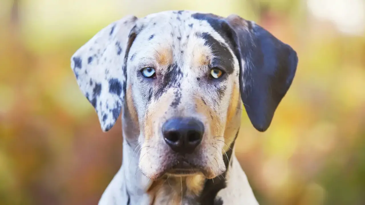 Activities Or Jobs For Your Catahoula Leopard Dog