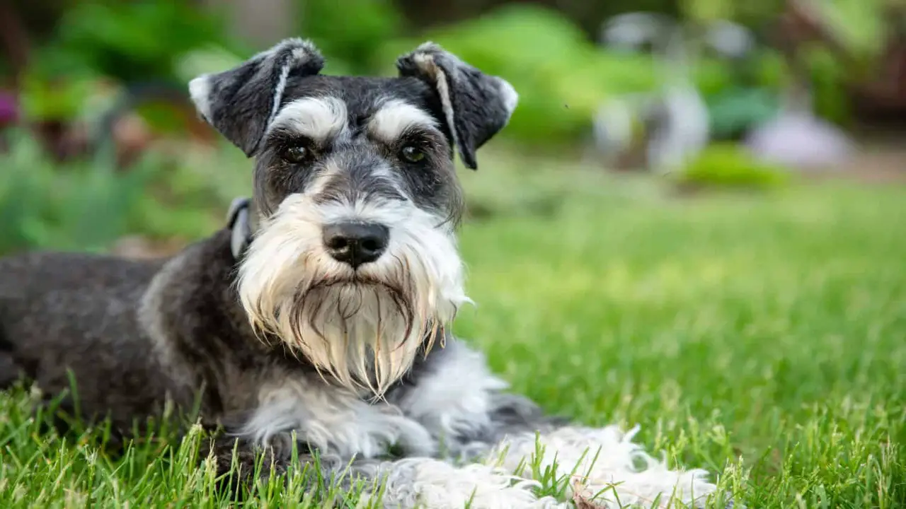 Are Schnauzers Smart? The Surprising Answer
