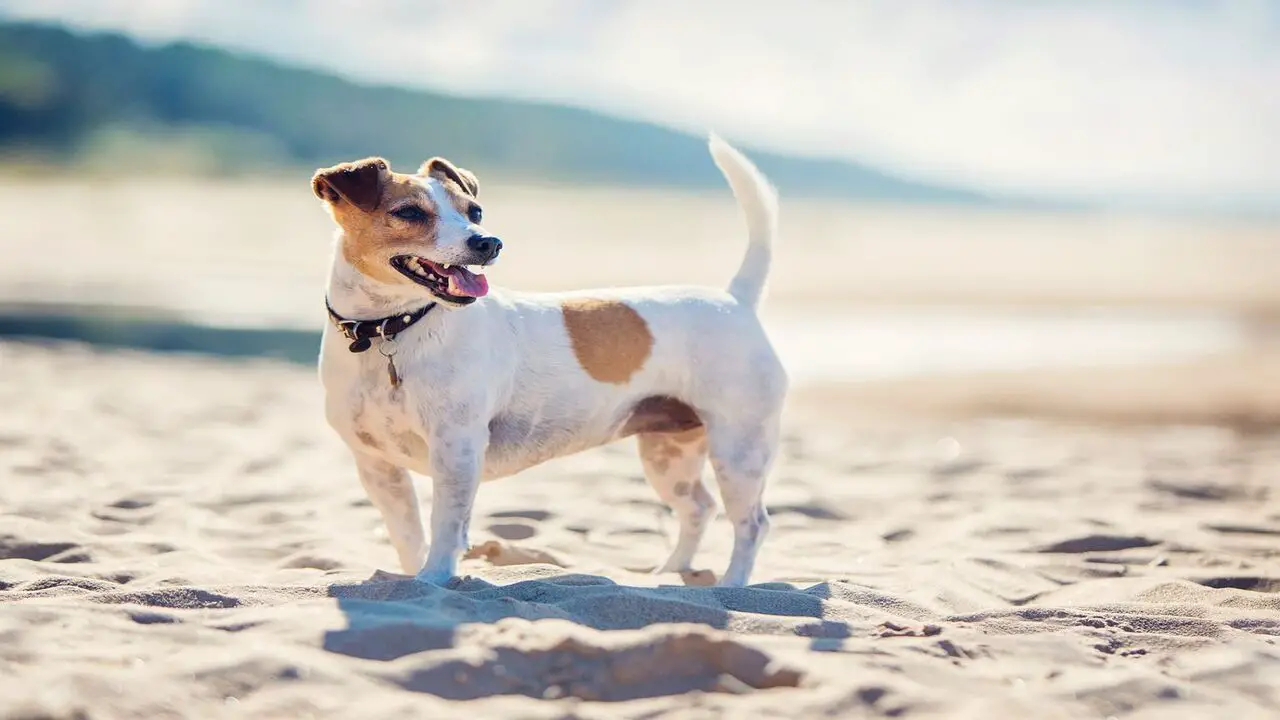 Avoid Walking Your Dog On Hot Pavement Or Sand