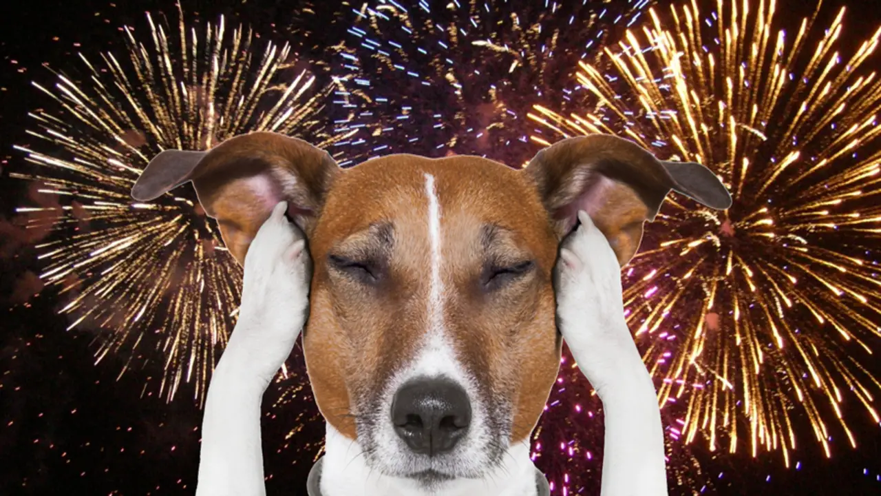 Be Mindful Of Fireworks And Loud Noises That Can Scare Or Distress Your Dog