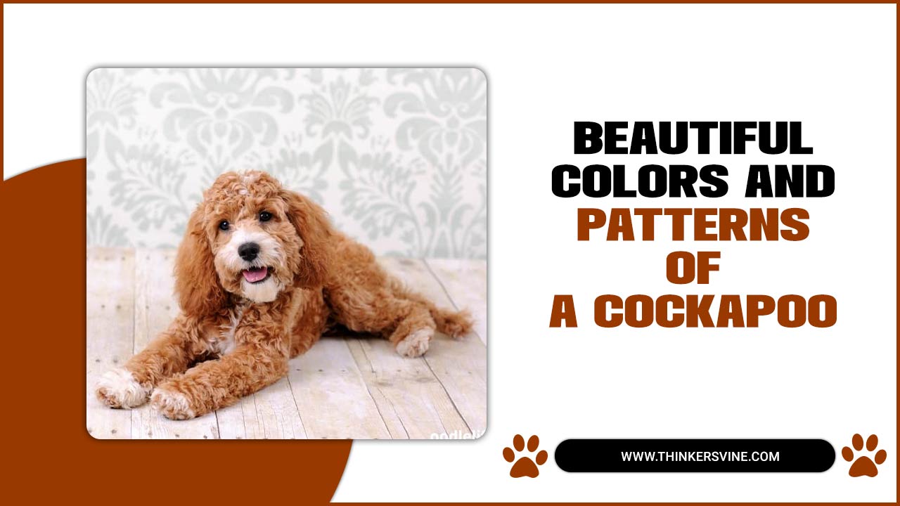 Beautiful Colors And Patterns Of A Cockapoo Explore Beauty!