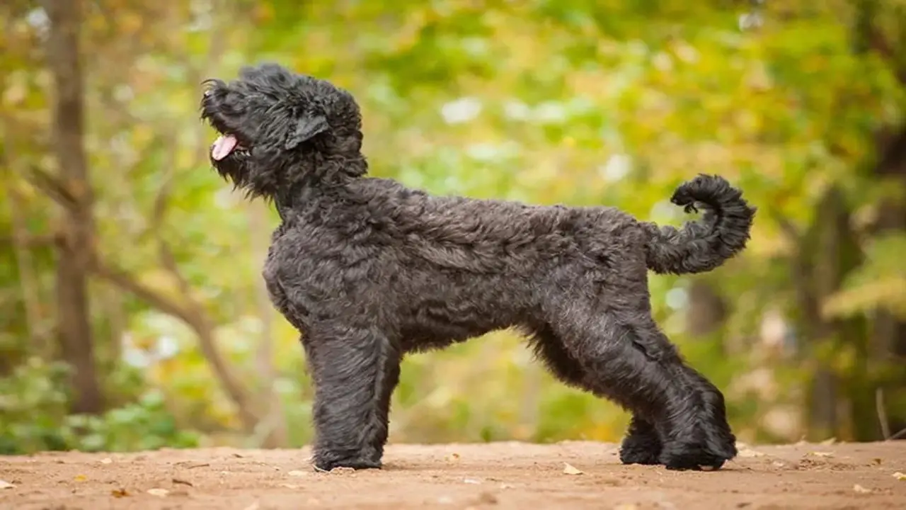 Black Russian Terrier Appearance, Temperament, Exercise And Training, Grooming Needs