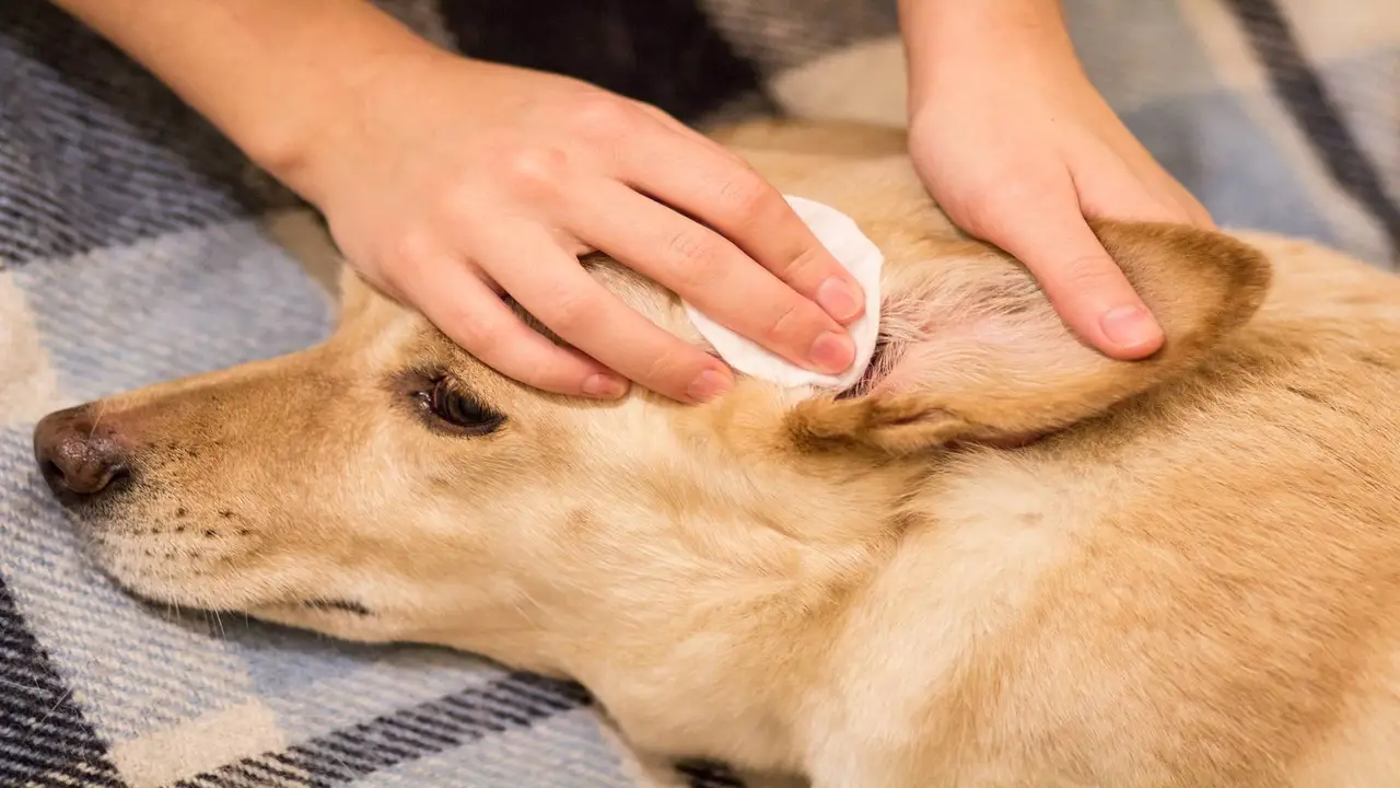 Can You Use Polysporin In Your Dog's Ears