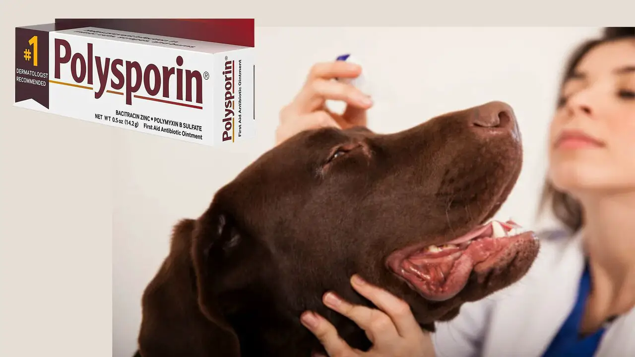 Can You Use Polysporin In Your Dog's Eyes - Answered