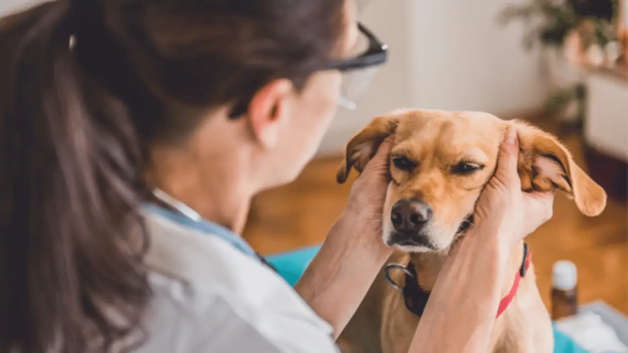 Can You Use Polysporin In Your Dog's Skin