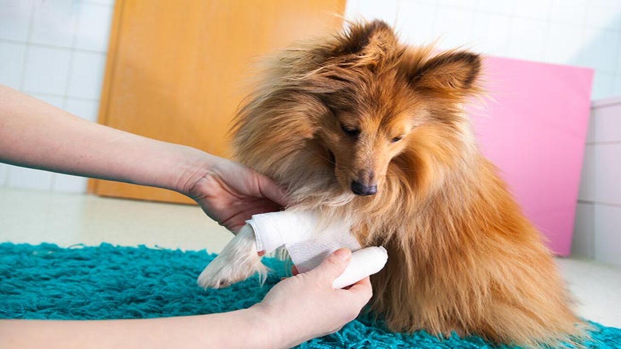 Can You Use Polysporin In Your Dog's Eyes Expert Advice