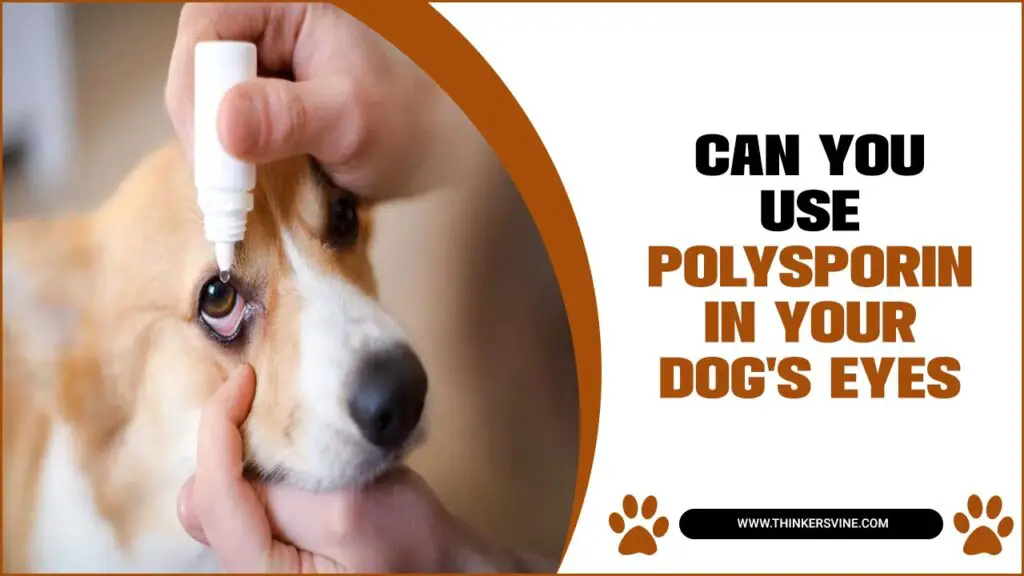 Can You Use Polysporin In Your Dogs Eyes 1024x576 