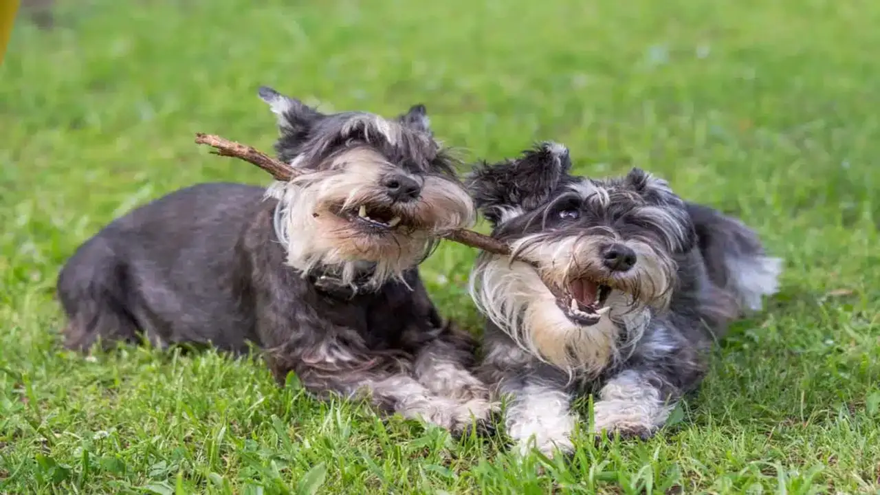 Carbohydrate Requirements For Miniature Schnauzers