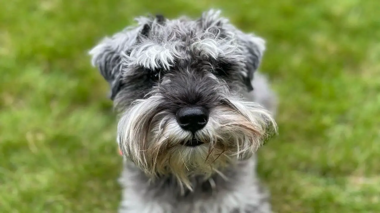 Careing Guideline For Schnauzer Eyebrows