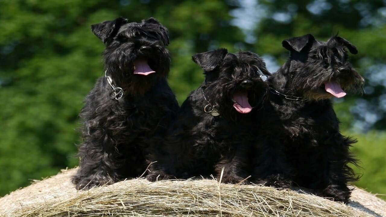 Characteristics Of Mini Schnauzer