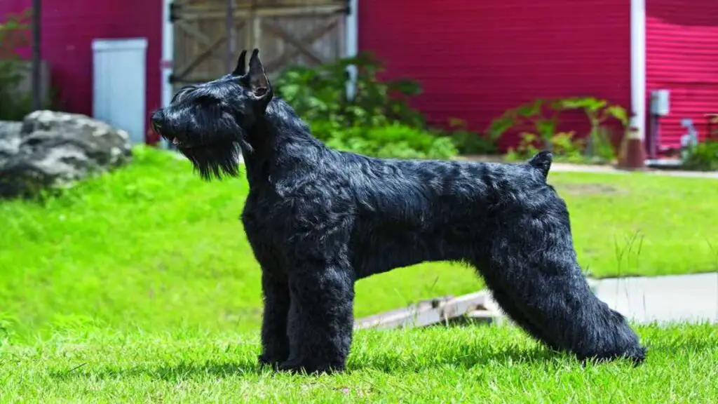 Giant Schnauzer Police Dog: Ultimate Guardian