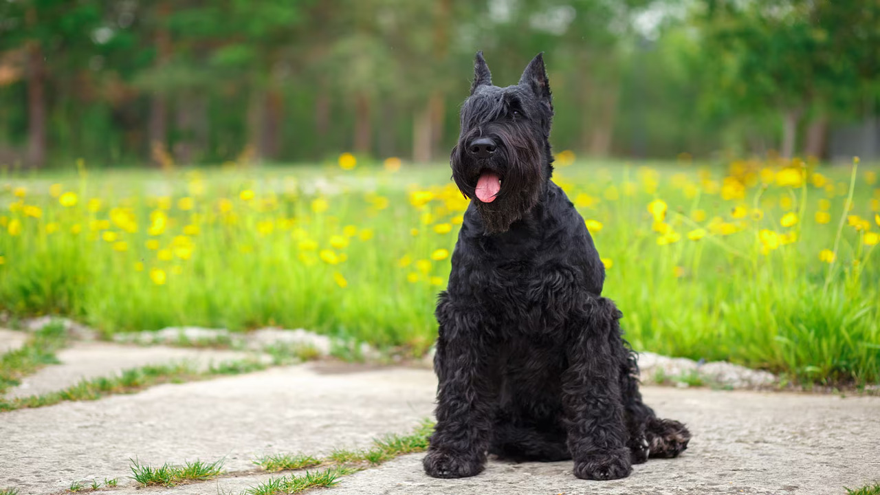 Common Health Concerns For Giant Schnauzer