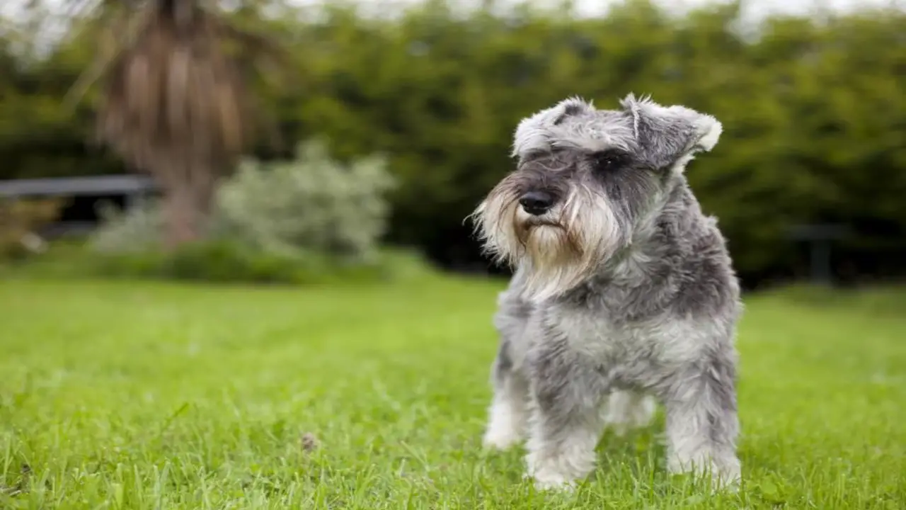 Common Problems And Challenges With Schnauzer Beards