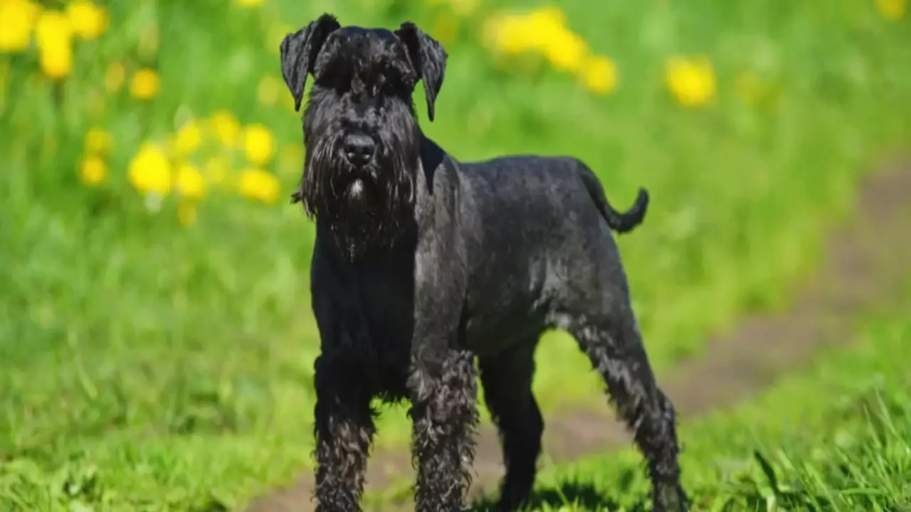 Consider The Age And Temperament Of The Schnauzer You Want To Adopt