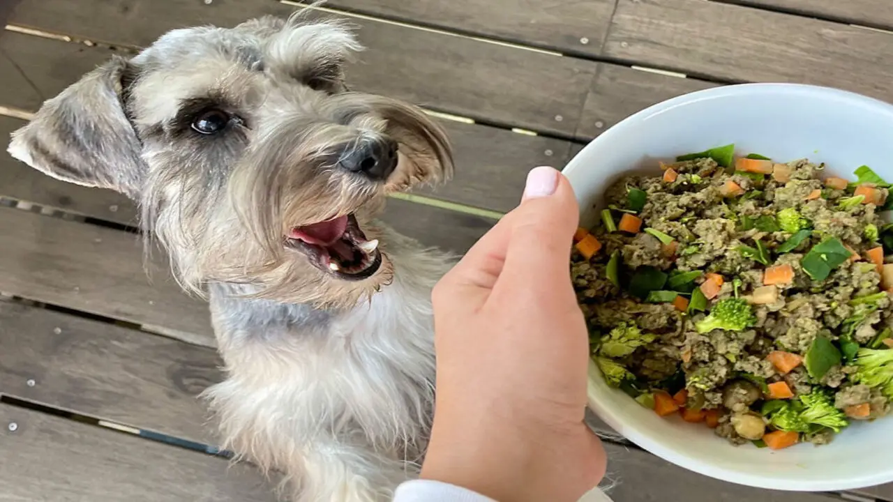 Considerations When Adding A Raw Diet For Mini Schnauzers