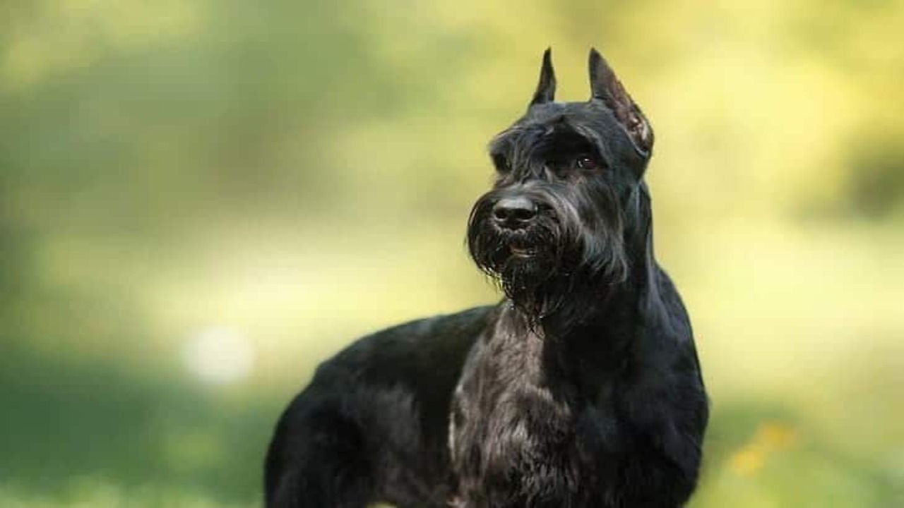 Dealing With Potential Skin Issues In No-Beard Giant Schnauzers