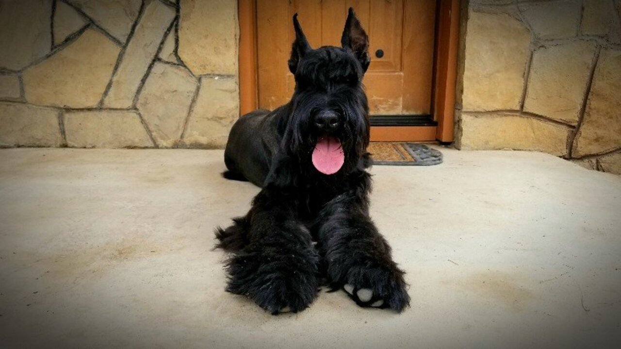 Developing A Marketing Strategy For Selling Giant Schnauzers In Texas