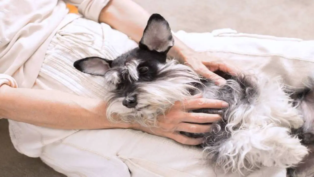 Do Schnauzers Have A Tendency To Attach To One Person