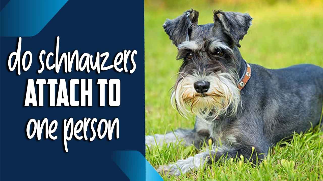 Do Schnauzers attach to one person