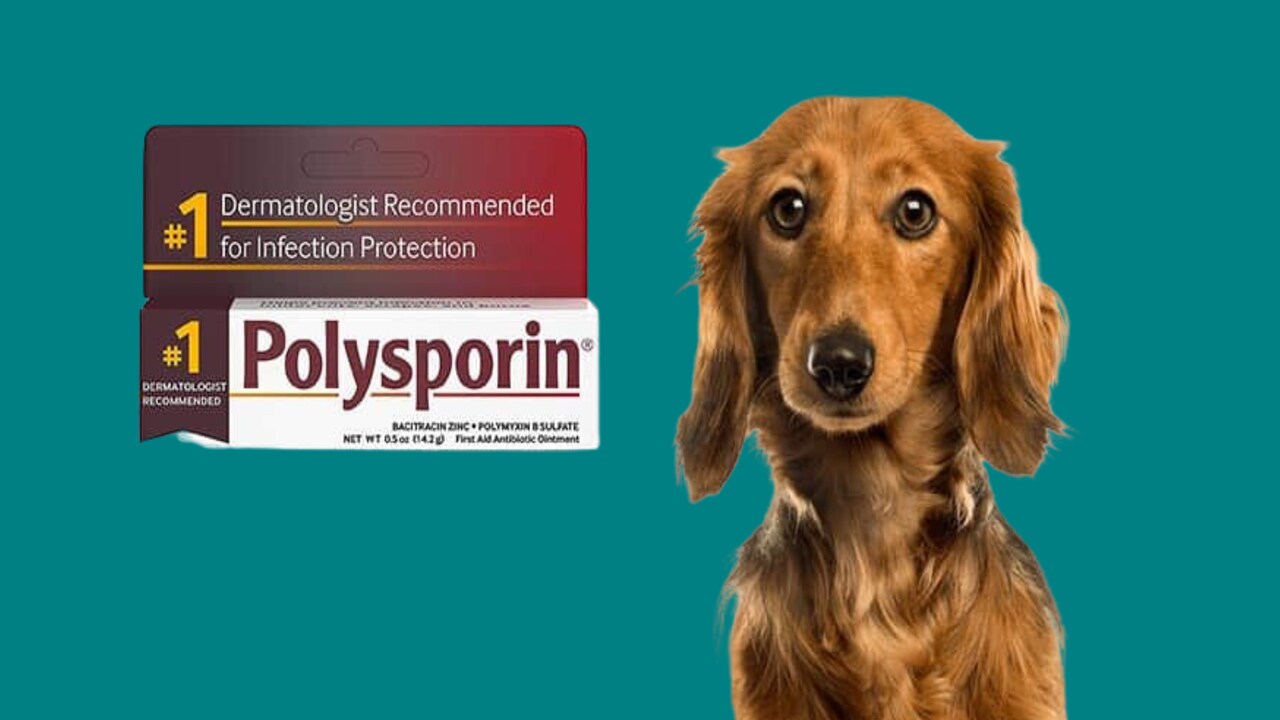 Dosage And Frequency Of Polysporin For Dogs