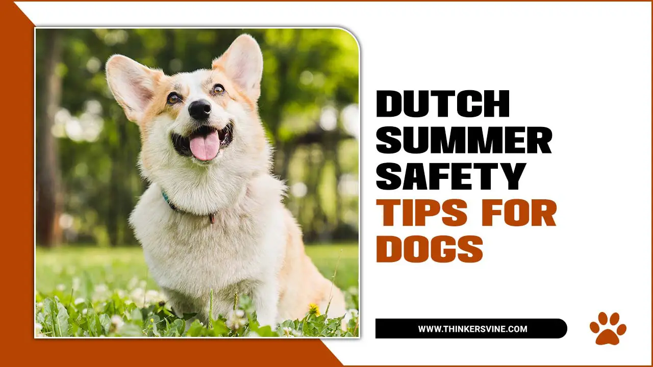 Dutch Summer Safety Tips For Dogs