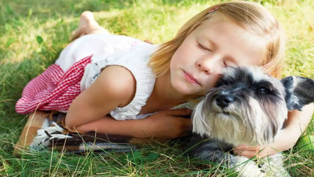 Factors That Influence A Schnauzer's Attachment To One Person