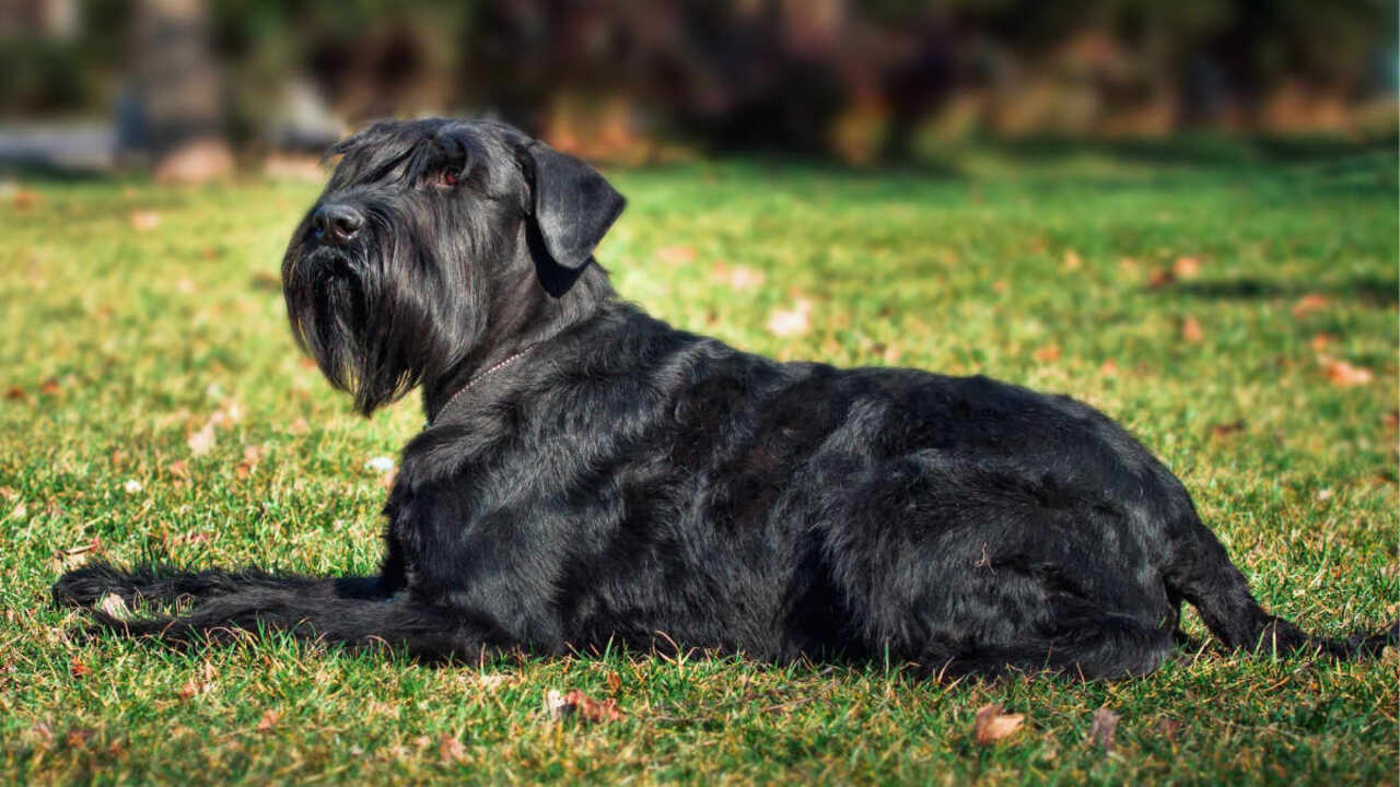 Giant Schnauzer Appearance, Temperament, Exercise And Training, Grooming Needs
