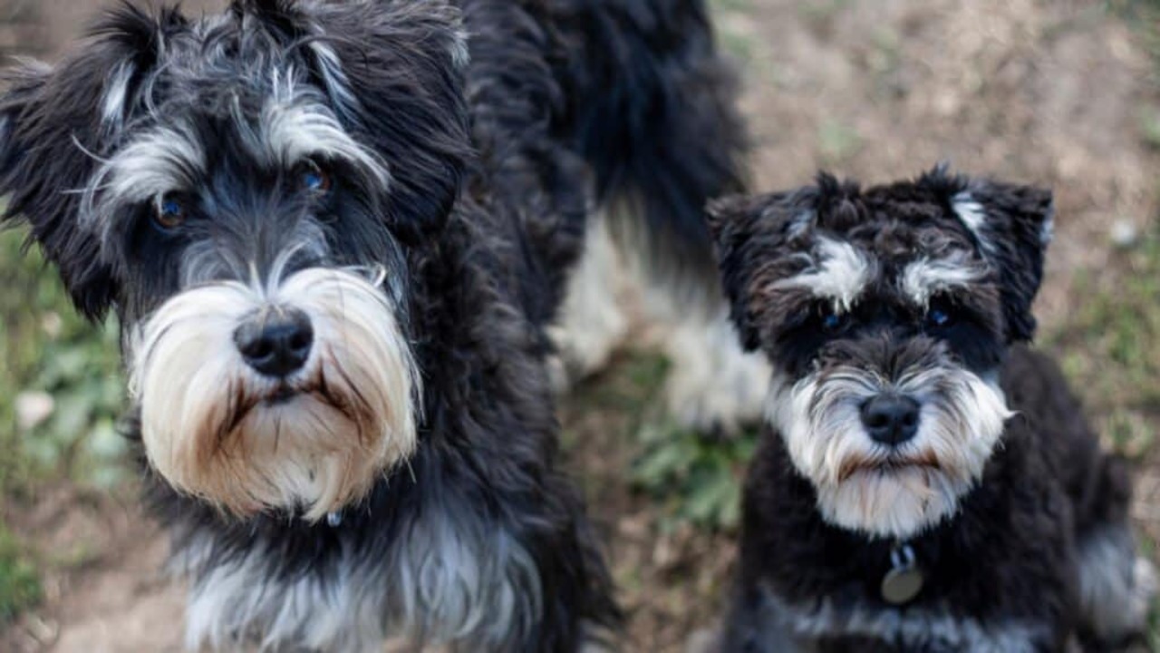 Giant Schnauzer Vs Mini Schnauzer Overview - Choose The Best One