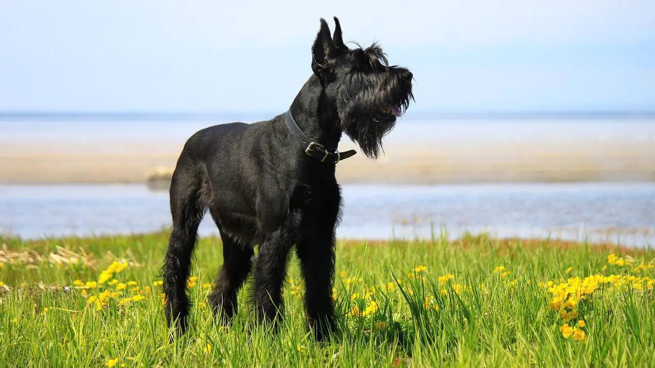 Giant Schnauzers For Sale Texas- Details Information